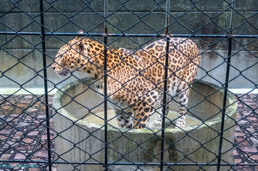 Аквариум и Тигър зоопарк на Самуи - тъжен и скъп