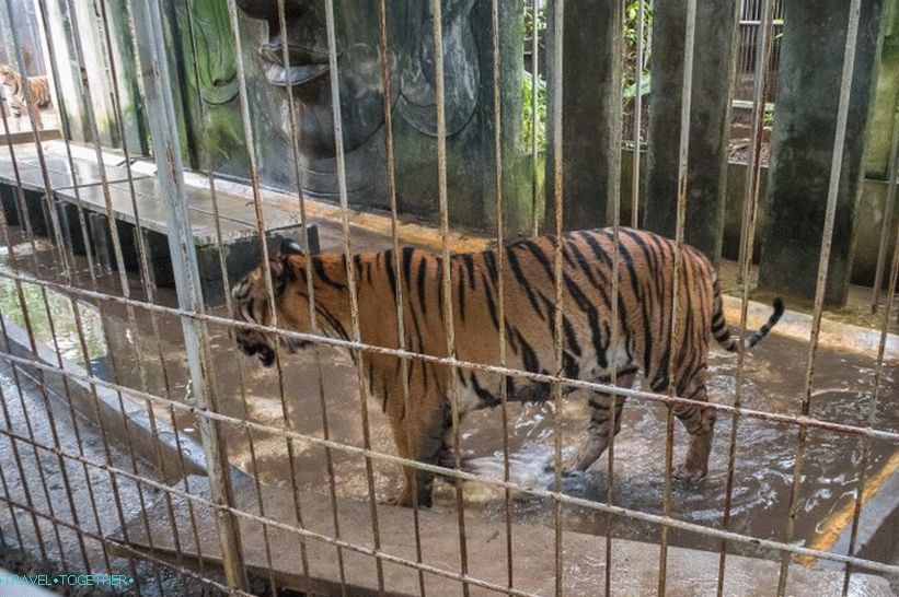 Аквариум и Тигър зоопарк на Самуи - тъжен и скъп
