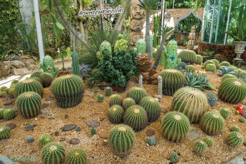 Ботаническа градина в Пукет - за любителите на растенията и себе си