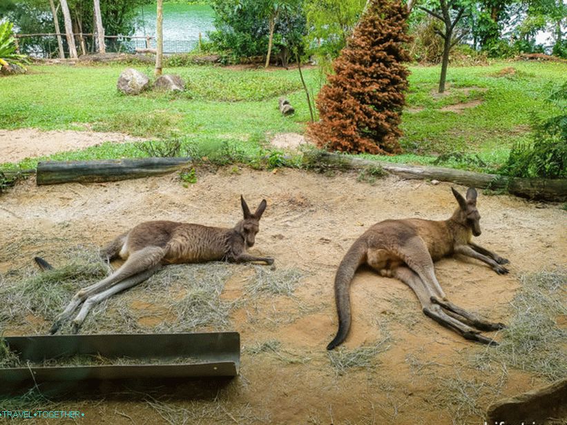 Зоопарк в Сингапур