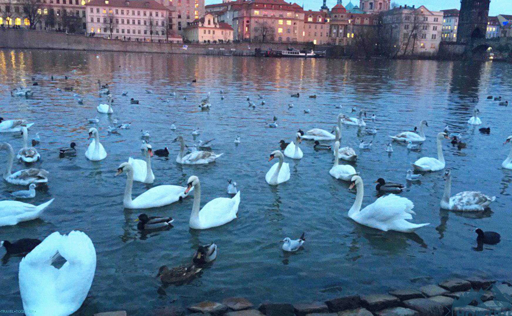 Лебеди в Прага