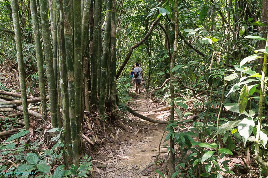 Пътят в джунглата, около бамбука