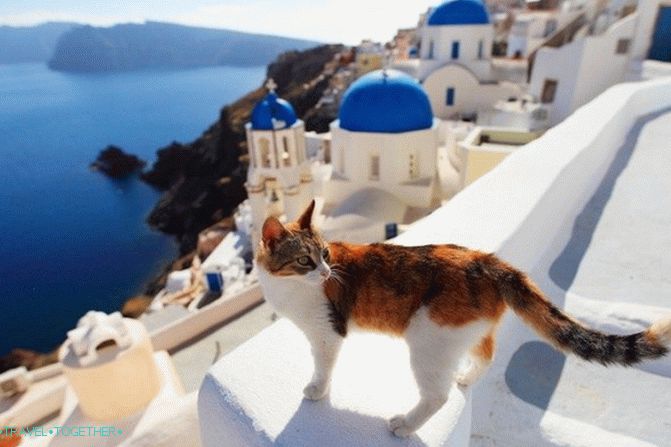 Гръцки котки - героите на туристическите снимки