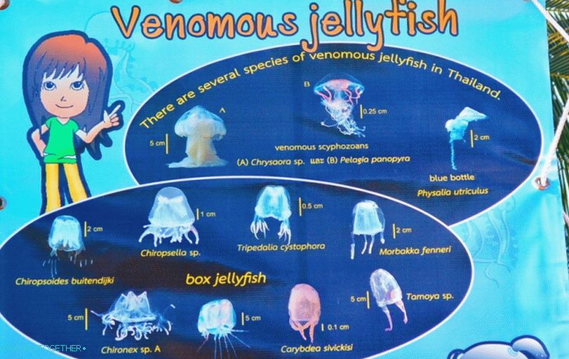 Предупреждение за опасностите от тайландски медузи