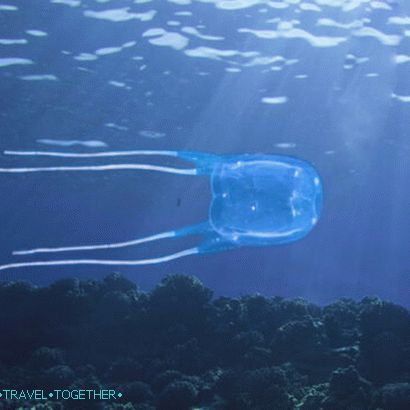 Морска оса медузи в Тайланд