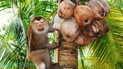 Шоуто на маймуни в Намуанг Сафари парк на Самуи