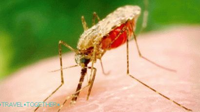 Комар за малария в Тайланд