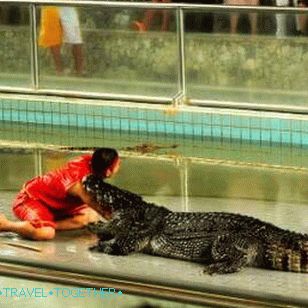 Покажи крокодили в Патая