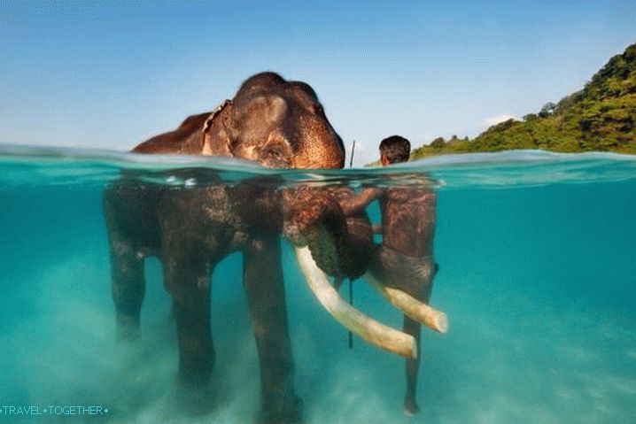 Гоа, не забравяй да опиташ да плуваш със слонове