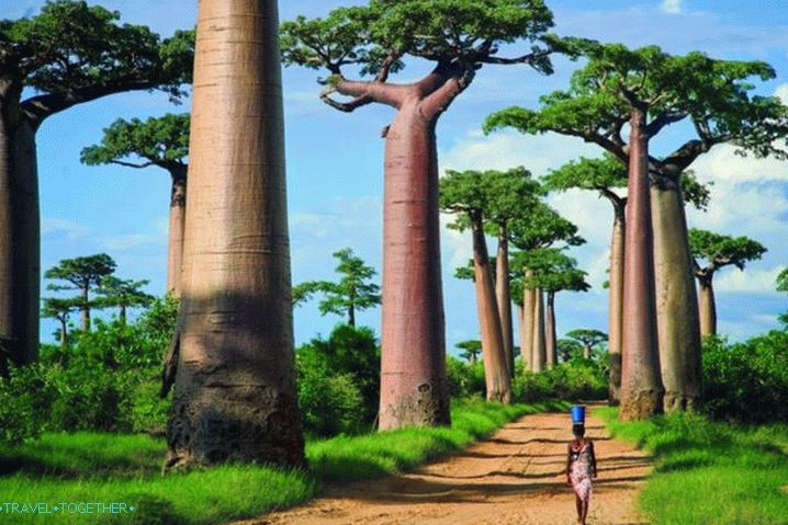 Мадагаскар, алея на баобаб - най-разпознаваемата алея в света