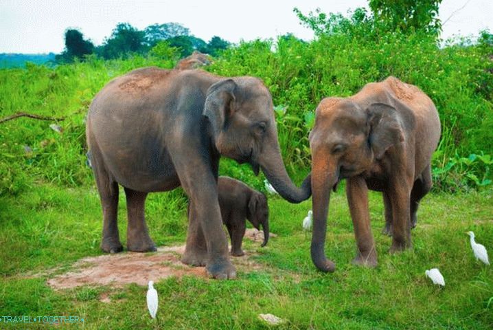 Шри Ланка, приют за слонове