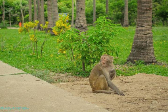 Виетнам, посетете Острова на маймуните