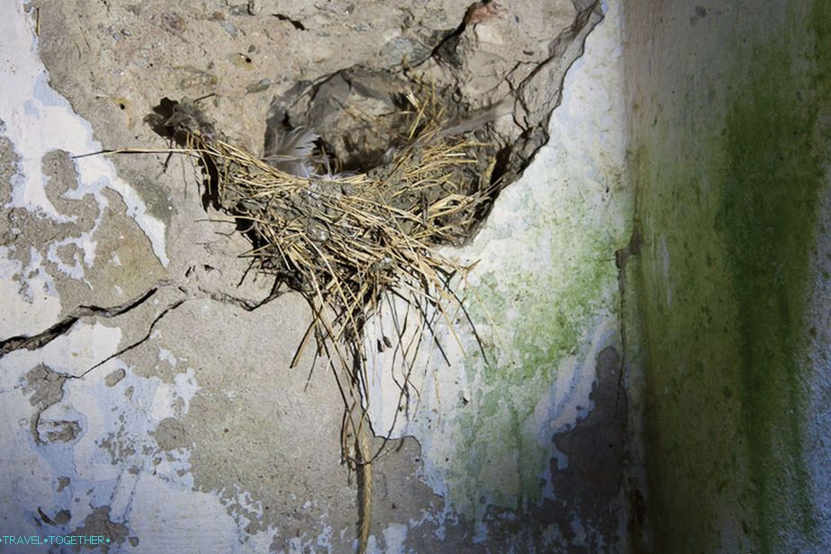Птици сгушени в руини