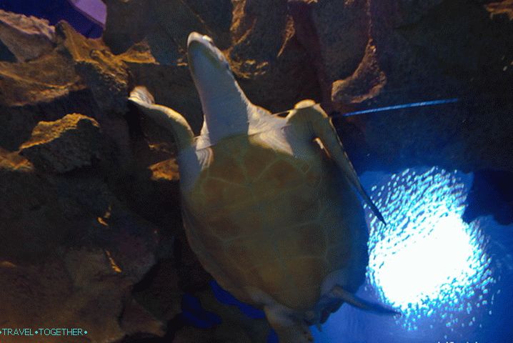 Гигантска костенурка в океанариума в Куала Лумпур