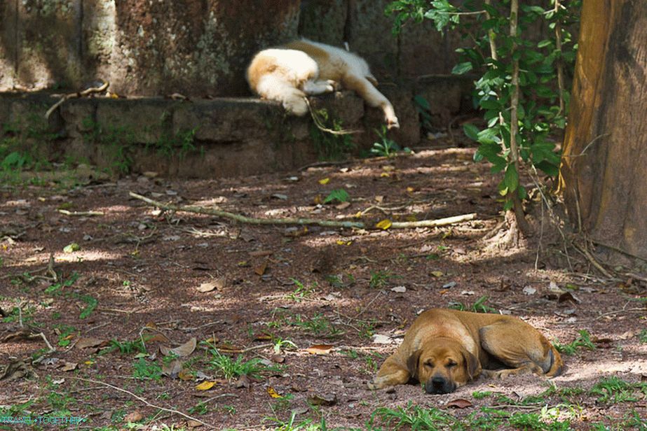 В Тайланд има много кучета, които спят през деня, лаят през нощта