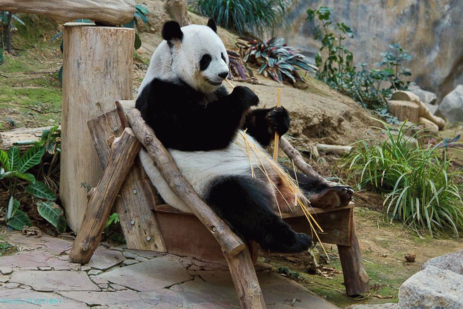 Пандите живеят само в зоологически градини и не ходят по улиците