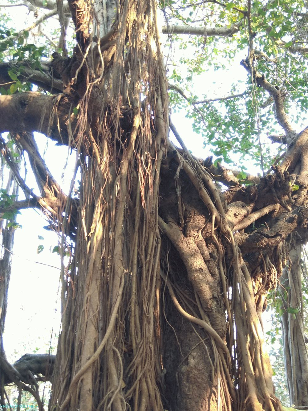 Баняново дърво (Гоа)