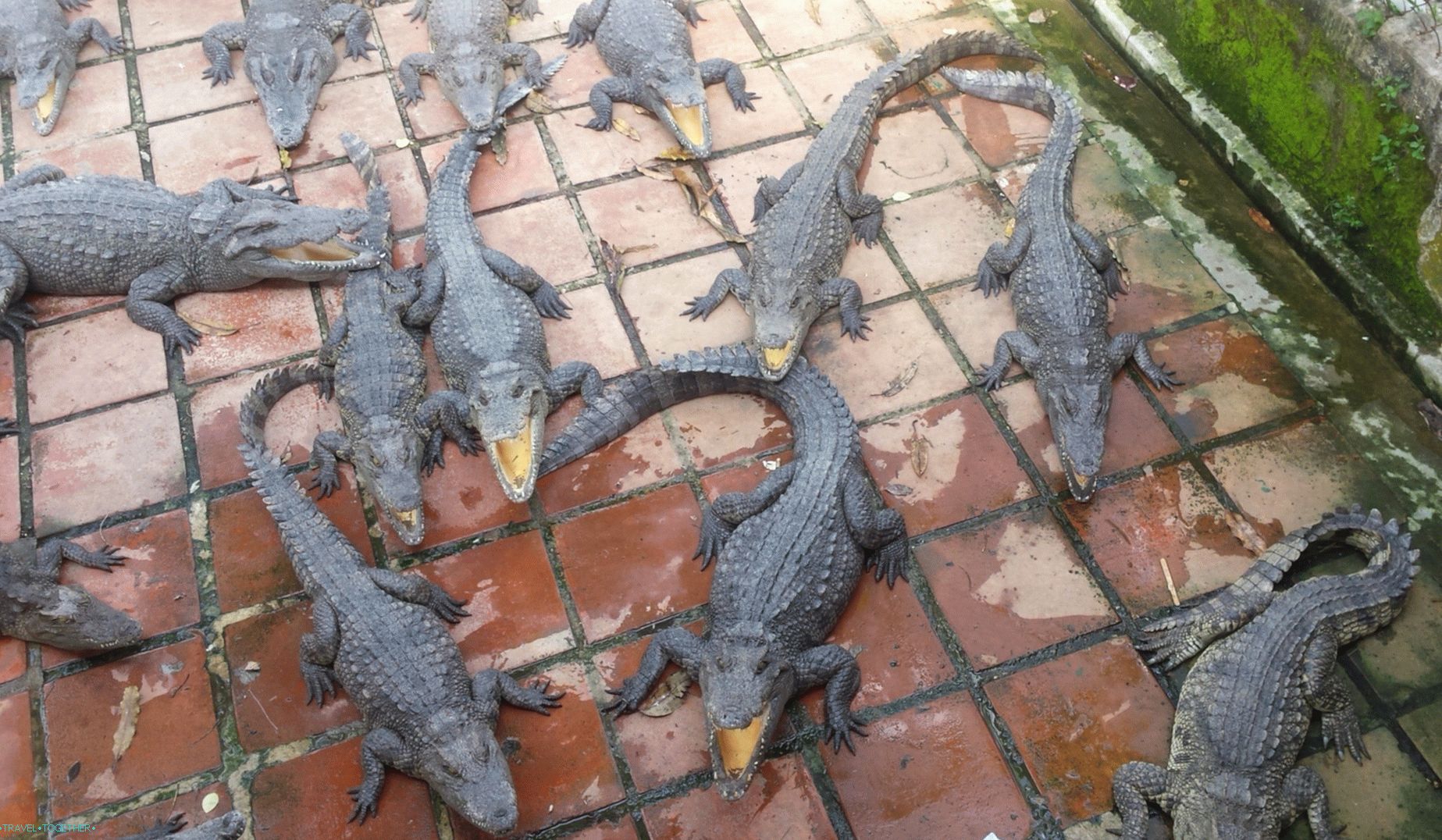 Крокодили във Виетнам
