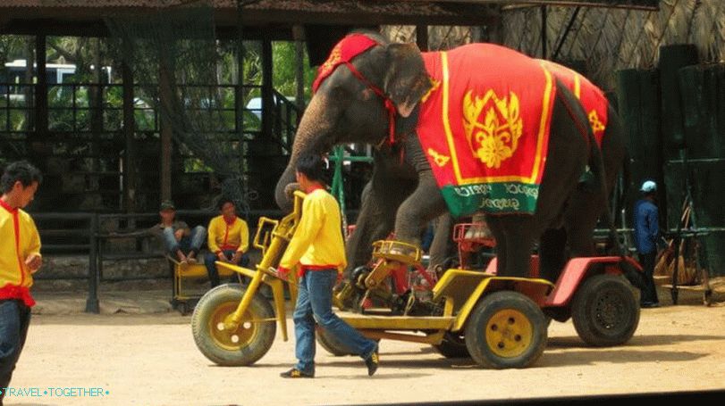 Шоу на слонове в Nong Nooch Park