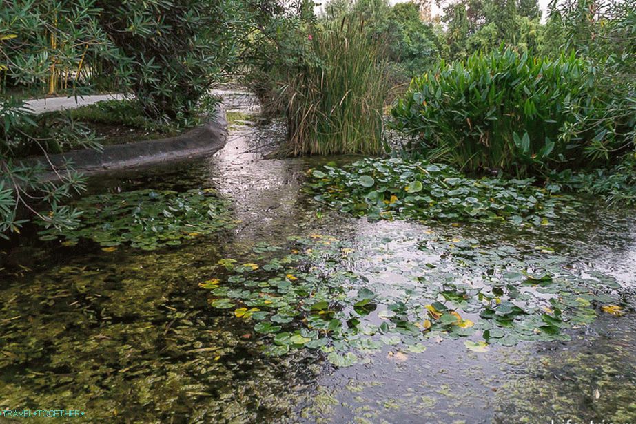 Езерце, където водните лилии обикновено растат