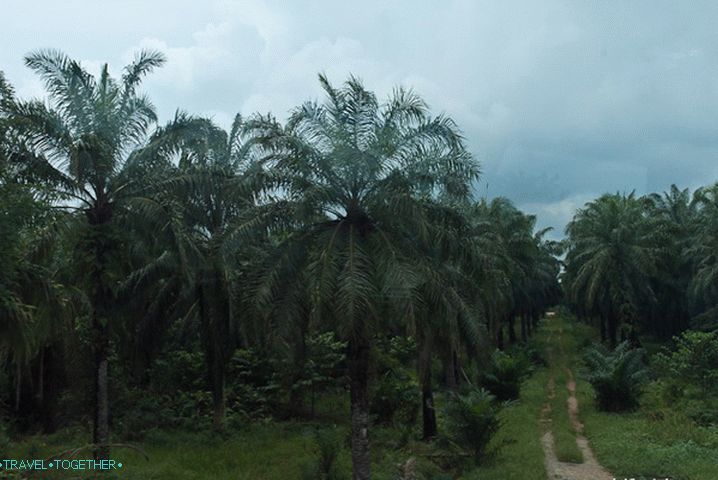 Таралежи близо до палми