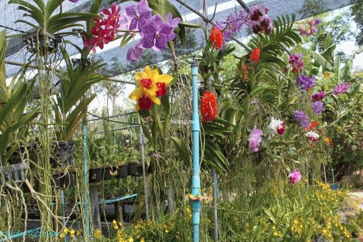 Времето в Пукет през юни - градина с орхидеи