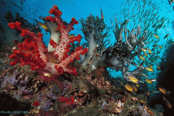 Шарм ел-Шейх, подводен свят на Червено море