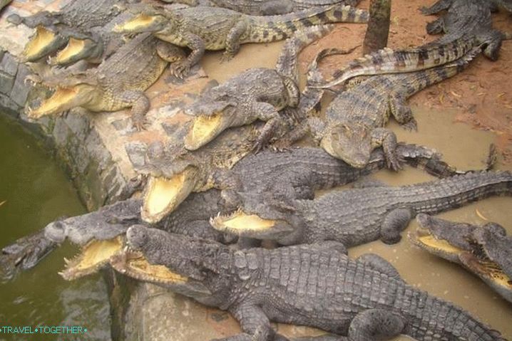Фан Тхиет, крокодилска ферма