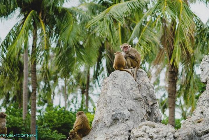 Nha Trang, Monkey Island
