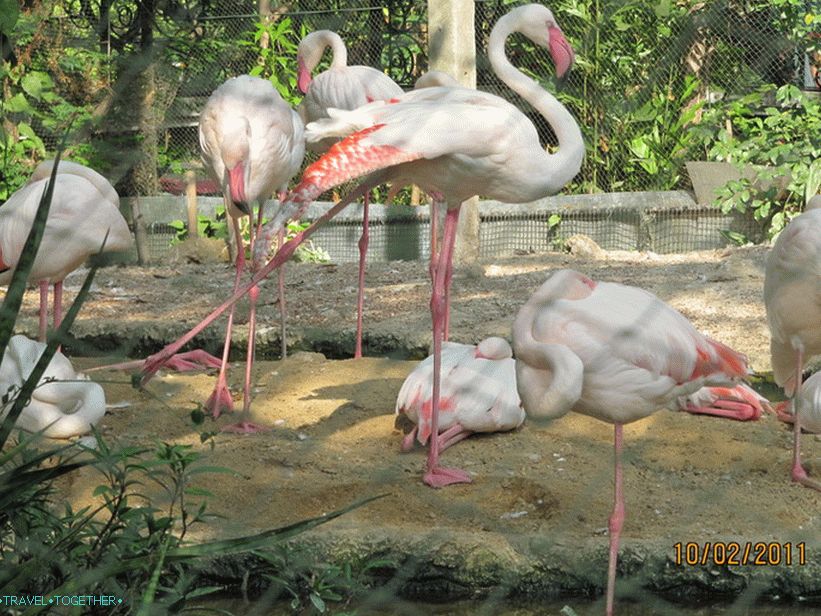 Зоопарк в Банкок