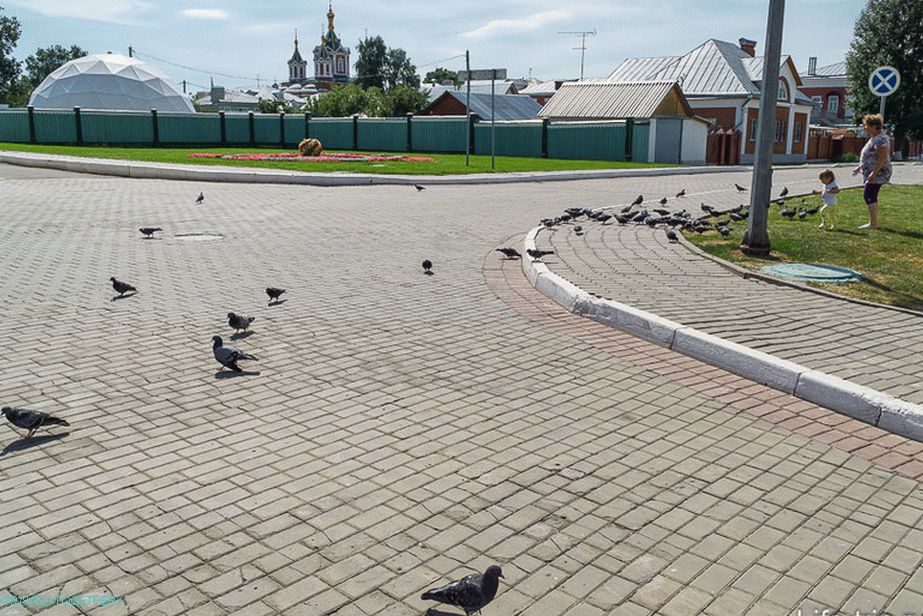 И децата преследват гълъби