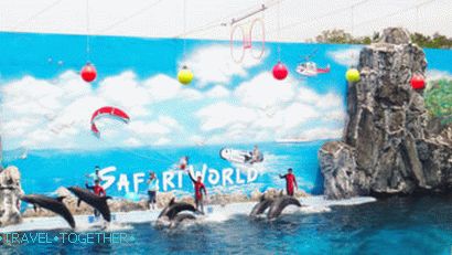 Развлечения в Джомтиен - Dolphin World Патая