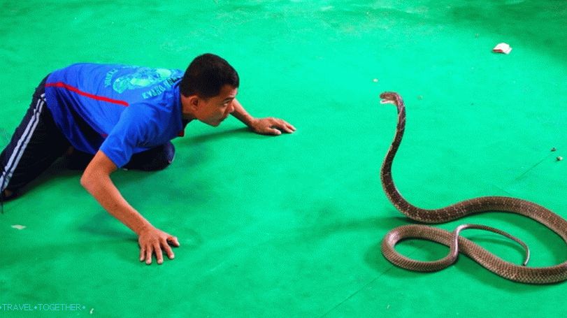 Шоуто на змиите в Тайланд