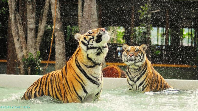 Парк тигри на Пукет