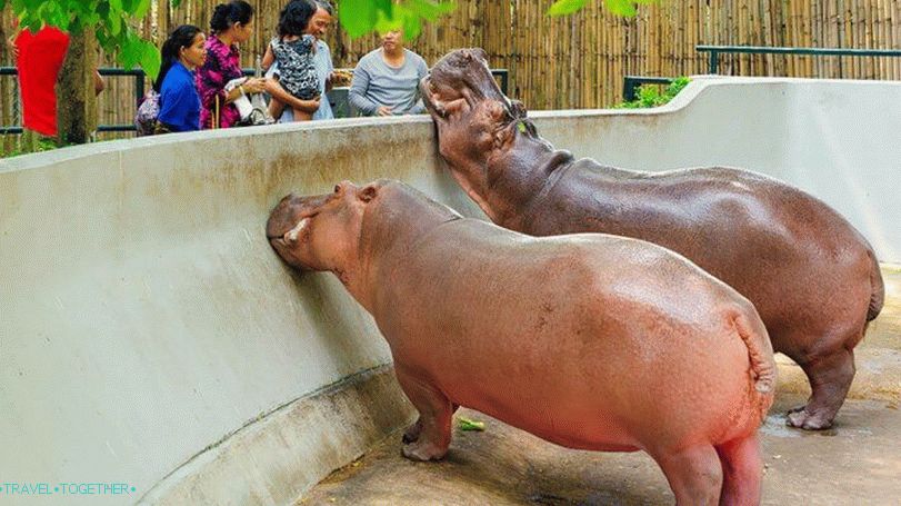 Зоопарк Дусит (Dusit Zoo) в Банкок
