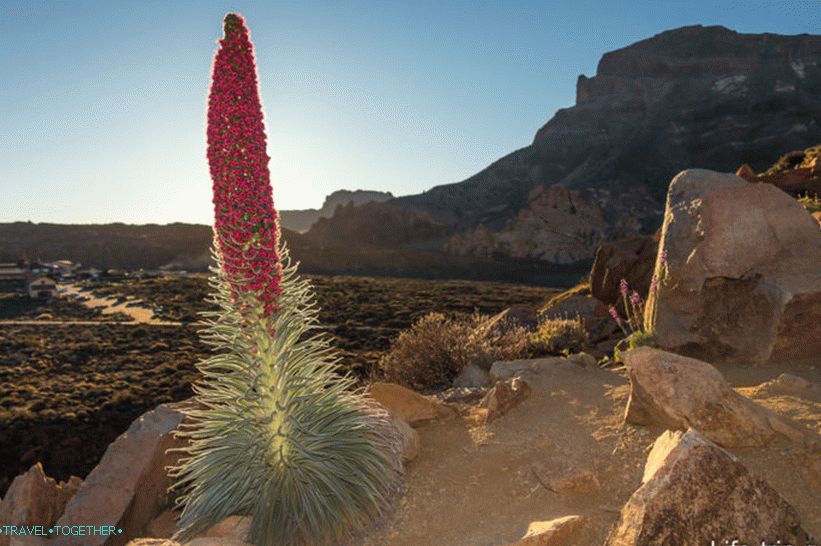 Тахинасте на Тенерифе - цветето на вулкана или кулата с бижута