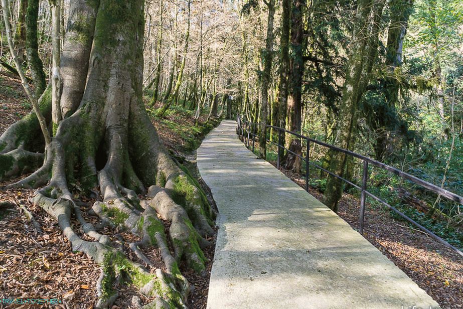 Екологичен път по течението на Yew-Boxwood Grove