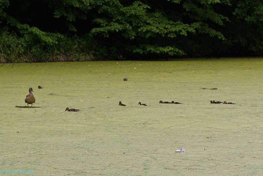 Патици плуват с мъка над блатиста езерце