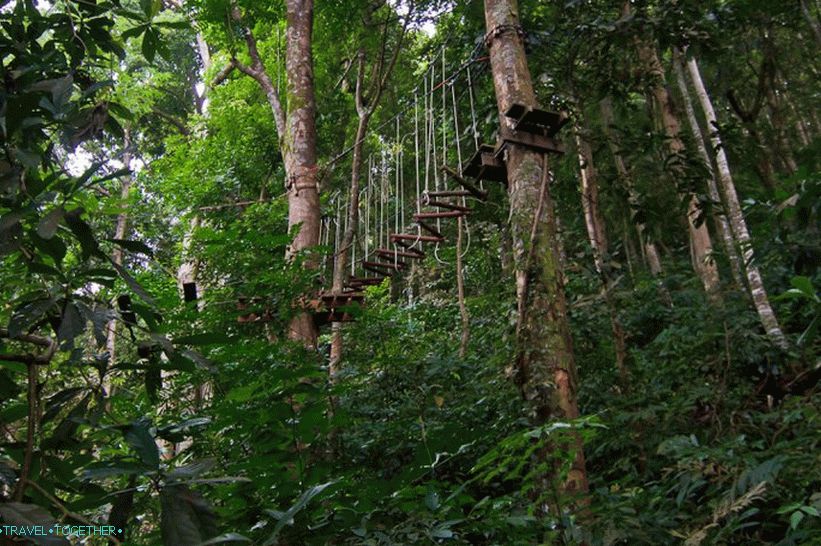 Една от песните в приключенския парк Tree Top