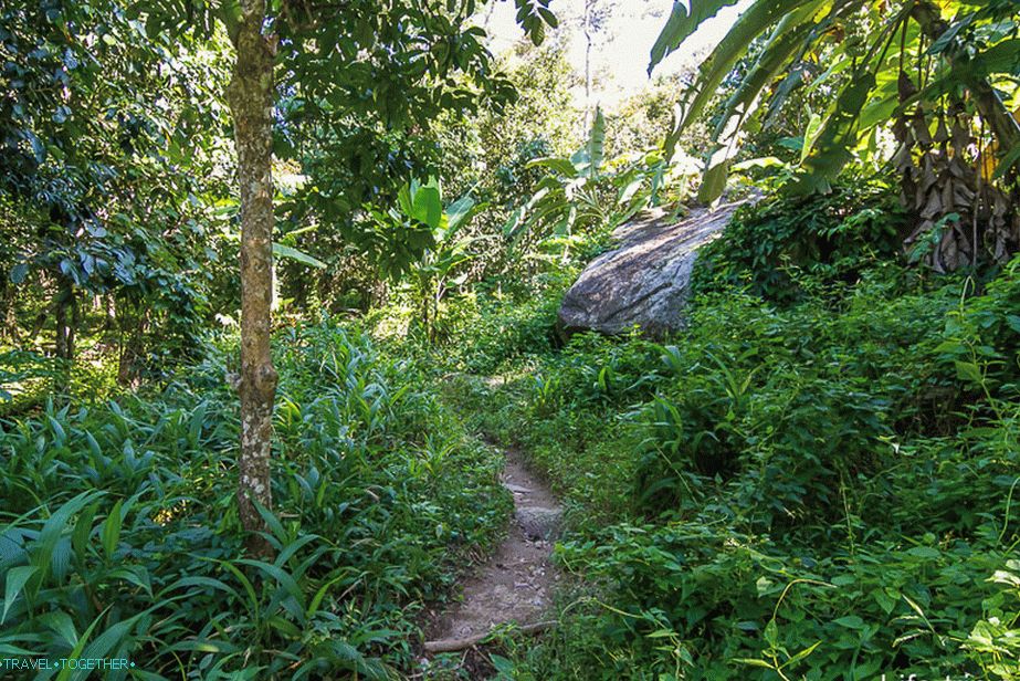 Пътят през истинската джунгла