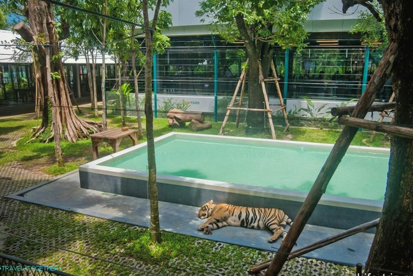 Зоопарк на Патая Тигър - екзотична селфи със