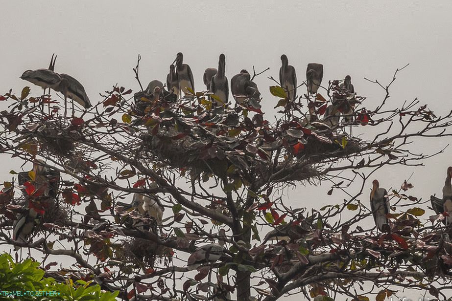Някои големи птици седят на дървото